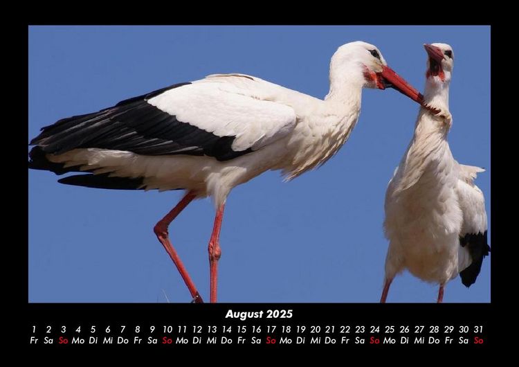 Produktbild: Tierkalender 2025 Fotokalender DIN A3