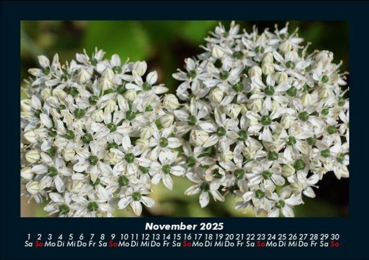Produktbild: Blumentr&auml;ume 2025 Fotokalender DIN A5