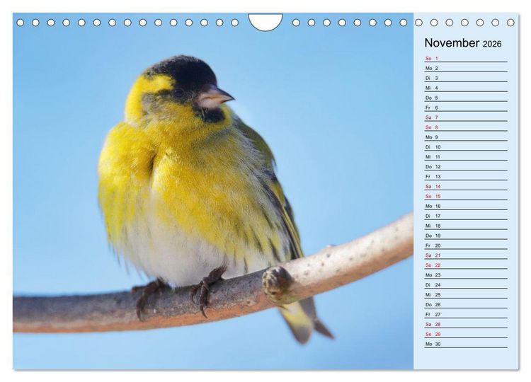 Produktbild: Erlenzeisige (Wandkalender 2026 DIN A4 quer), CALVENDO Monatskalender