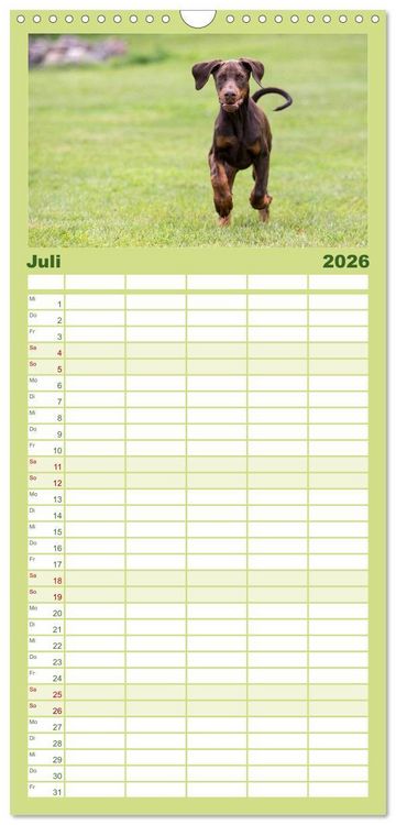 Produktbild: Familienplaner 2026 - Dobermann mit 5 Spalten (Wandkalender, 21 x 45 cm) CALVENDO