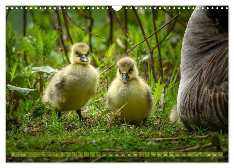 Produktbild: Gans sch&ouml;n wild (Wandkalender 2027 DIN A3 quer), CALVENDO Monatskalender