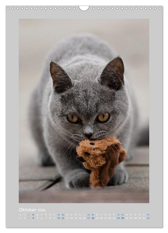 Produktbild: Maincoon & Co. - Rassekatzen mit Klasse (Wandkalender 2026 DIN A3 hoch), CALVENDO Monatskalender