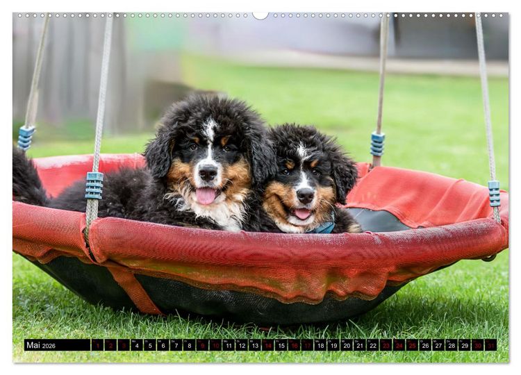 Produktbild: Berner Sennenhunde - Faszinierende Herzensbrecher (Wandkalender 2026 DIN A2 quer), CALVENDO Monatskalender