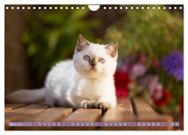 Produktbild: Kittens - Britisch Kurzhaar Katzenkinder (Wandkalender 2026 DIN A4 quer), CALVENDO Monatskalender