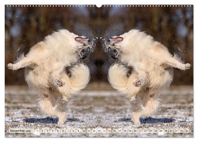 Produktbild: Mit doppelter Power durch das Jahr (Wandkalender 2026 DIN A2 quer), CALVENDO Monatskalender