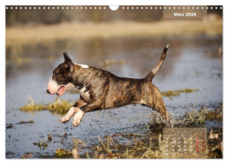 Produktbild: Bullterrier 2026 Frech und fr&ouml;hlich durch das Jahr (Wandkalender 2026 DIN A3 quer), CALVENDO Monatskalender