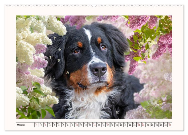 Produktbild: Berner Sennenhunde - Tr&auml;umereien (Wandkalender 2026 DIN A2 quer), CALVENDO Monatskalender