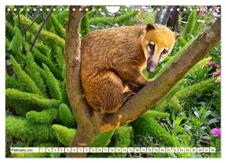 Produktbild: Small and large bears (Wall Calendar 2026 DIN A4 landscape), CALVENDO 12 Month Wall Calendar