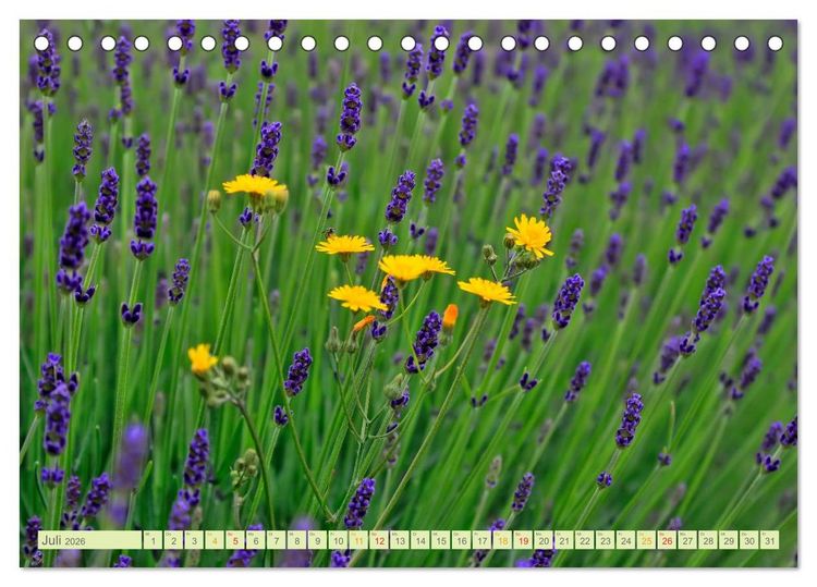 Produktbild: Blumenwiesen &ndash; ein bl&uuml;tenzauberhaftes Jahr (Tischkalender 2026 DIN A5 quer), CALVENDO Monatskalender