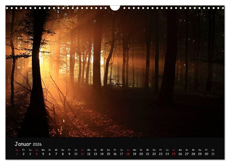 Produktbild: Lichter im Wald (Wandkalender 2026 DIN A3 quer), CALVENDO Monatskalender