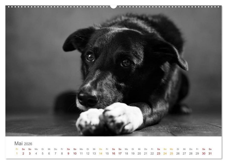 Produktbild: Hundeportraits Fine Art (hochwertiger Premium Wandkalender 2026 DIN A2 quer), Kunstdruck in Hochglanz