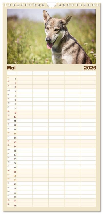 Produktbild: Familienplaner 2026 - Wolfshunde 2026 mit 5 Spalten (Wandkalender, 21 x 45 cm) CALVENDO