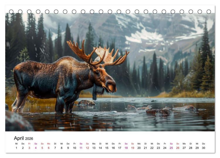 Produktbild: Elche - sch&ouml;ne Momente (Tischkalender 2026 DIN A5 quer), CALVENDO Monatskalender