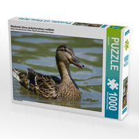 Produktbild: CALVENDO Puzzle Stockente (Anas platyrhynchos) weiblich 1000 Teile Lege-Gr&ouml;&szlig;e 64 x 48 cm Foto-Puzzle Bild von kattobello