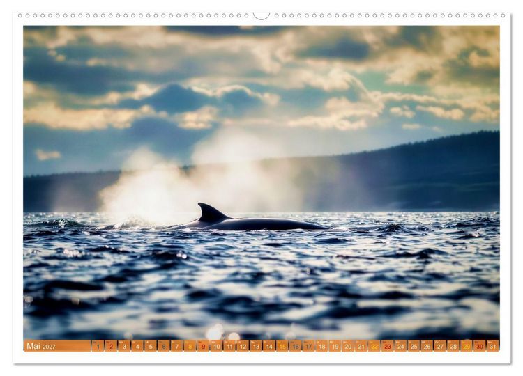 Produktbild: Whale Watching (hochwertiger Premium Wandkalender 2027 DIN A2 quer), Kunstdruck in Hochglanz