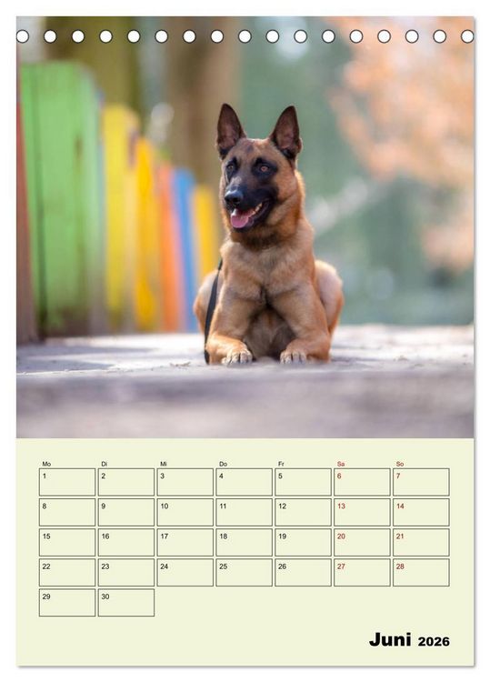 Produktbild: Malinois verl&auml;ssliche Begleiter (Tischkalender 2026 DIN A5 hoch), CALVENDO Monatskalender