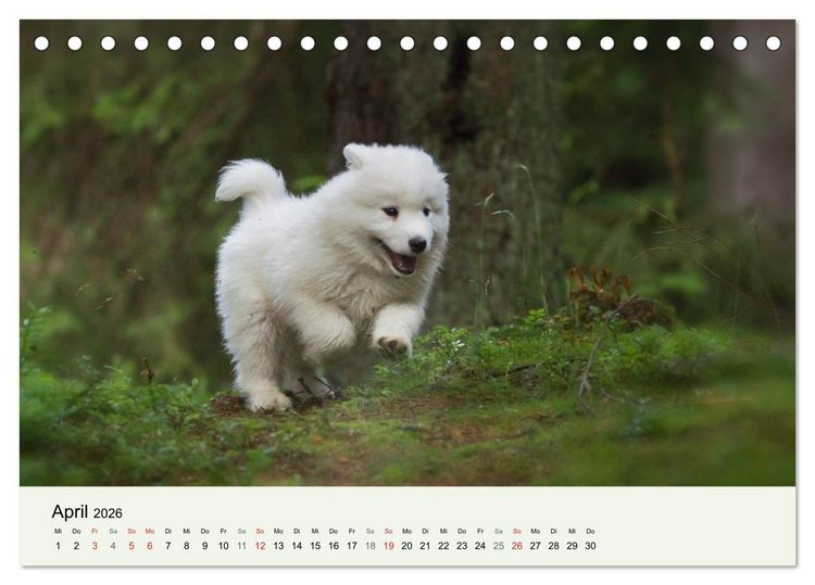 Produktbild: Kleine Samojeden - Eisb&auml;rchen Abenteuer im M&auml;rchenwald (Tischkalender 2026 DIN A5 quer), CALVENDO Monatskalender