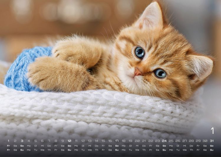 Produktbild: Miau Kids - kleine Tiger ganz gro&szlig; - Der Katzenkalender - 2027 - Kalender DIN A3