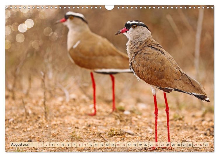Produktbild: Afrikas Vogelwelt 2026 (Wandkalender 2026 DIN A3 quer), CALVENDO Monatskalender