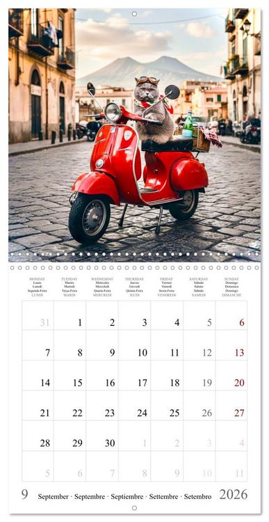 Produktbild: A British Shorthair's Escapes (Wall Calendar 2026 12 &times; 12 Inch) CALVENDO 12 Month Wall Calendar