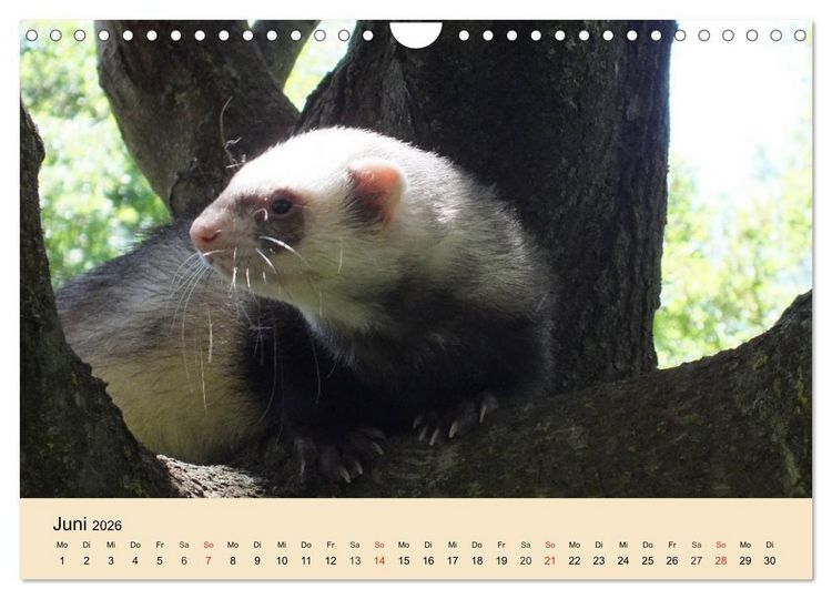 Produktbild: Frettchen und Marder. Frech, witzig, niedlich (Wandkalender 2026 DIN A4 quer), CALVENDO Monatskalender