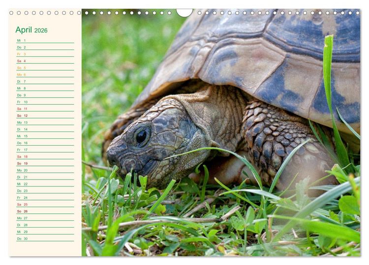 Produktbild: Meine Schildkr&ouml;ten - Geburtstagskalender (Wandkalender 2026 DIN A3 quer), CALVENDO Monatskalender