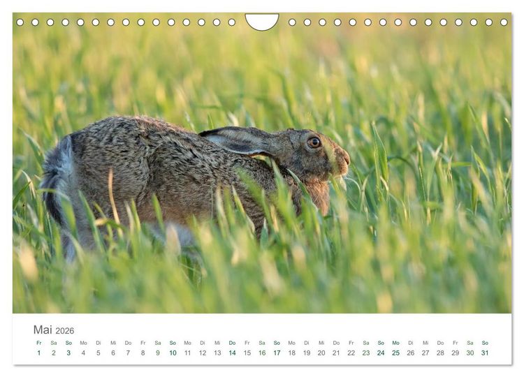 Produktbild: Feldhasen - dem Langohr auf der Spur (Wandkalender 2026 DIN A4 quer), CALVENDO Monatskalender