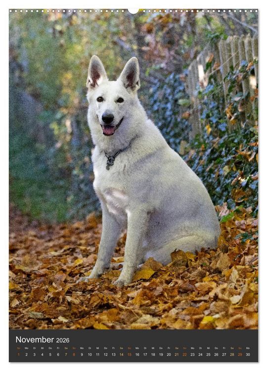 Produktbild: Berger Blanc Suisse - Freunde auf 4 Pfoten (Wandkalender 2026 DIN A2 hoch), CALVENDO Monatskalender