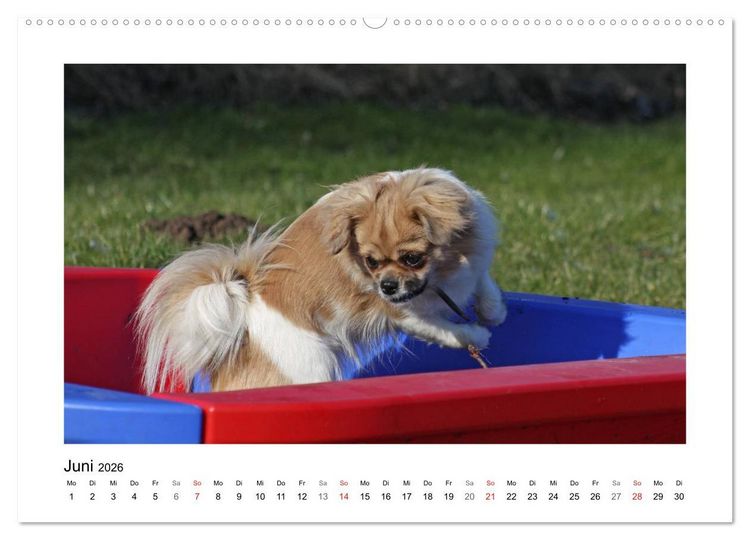 Produktbild: Tibet-Spaniel (Wandkalender 2026 DIN A2 quer), CALVENDO Monatskalender