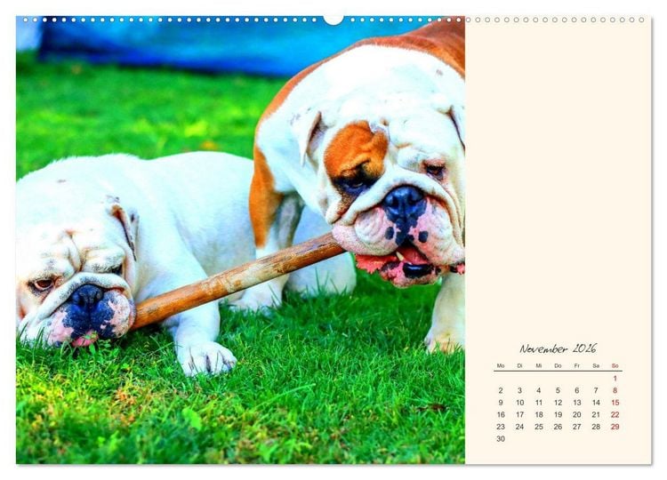 Produktbild: Dicke Freunde. Englische Bulldoggen (Wandkalender 2026 DIN A2 quer), CALVENDO Monatskalender