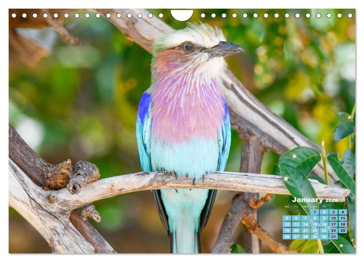 Produktbild: Birds of the Southern African Wild (Wall Calendar 2026 DIN A4 landscape), CALVENDO 12 Month Wall Calendar