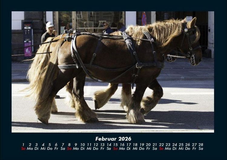 Produktbild: Pferdegefl&uuml;ster 2026 Fotokalender DIN A4