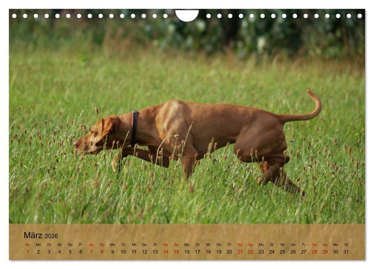 Produktbild: Magyar Vizsla - Ungarischer Vorstehhund (Wandkalender 2026 DIN A4 quer), CALVENDO Monatskalender