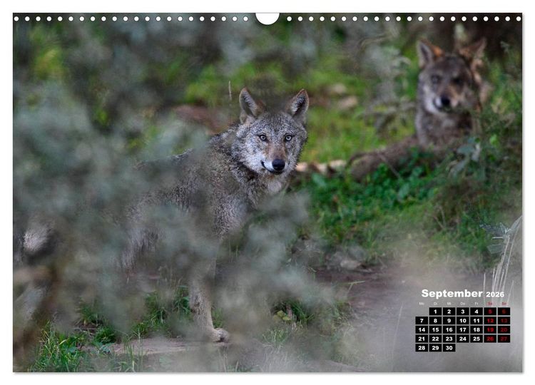 Produktbild: Willkommen Wolf (Wandkalender 2026 DIN A3 quer), CALVENDO Monatskalender