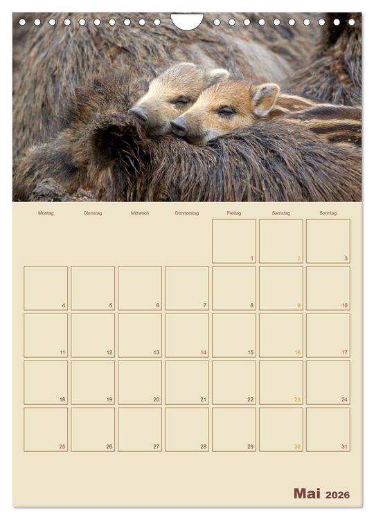 Produktbild: Wildschweine (Wandkalender 2026 DIN A4 hoch), CALVENDO Monatskalender