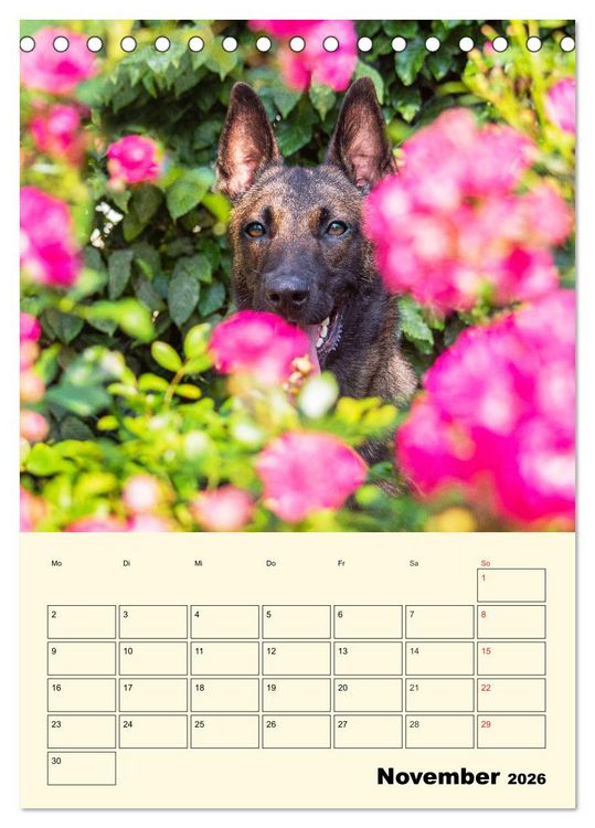 Produktbild: Familienplaner Tausendsassa Malinois (Tischkalender 2026 DIN A5 hoch), CALVENDO Monatskalender