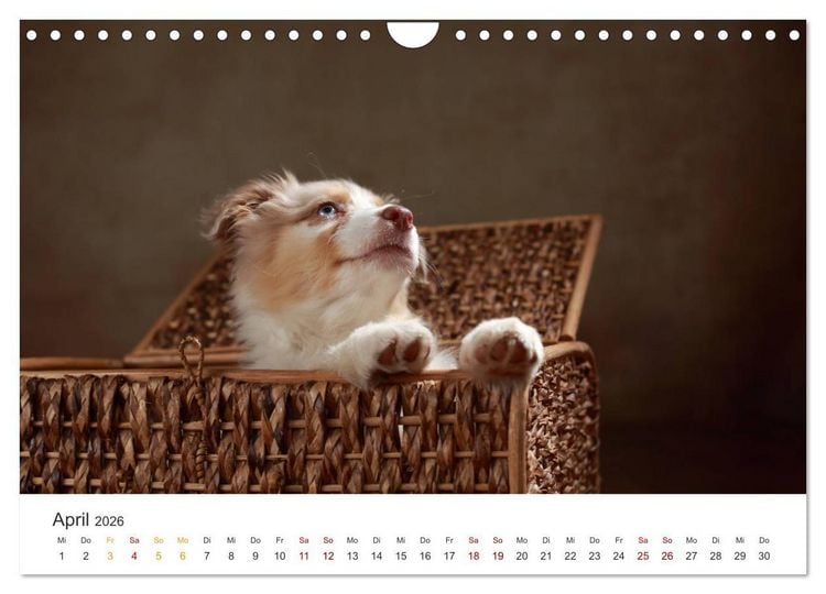 Produktbild: Welpenblicke (Wandkalender 2026 DIN A4 quer), CALVENDO Monatskalender