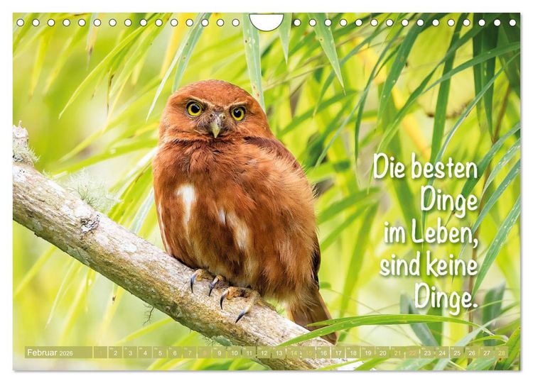 Produktbild: Die Eulen sind los: Edition lustige Tiere (Wandkalender 2026 DIN A4 quer), CALVENDO Monatskalender