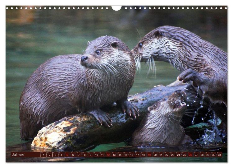 Produktbild: Otter. Frech, laut und clever (Wandkalender 2026 DIN A3 quer), CALVENDO Monatskalender