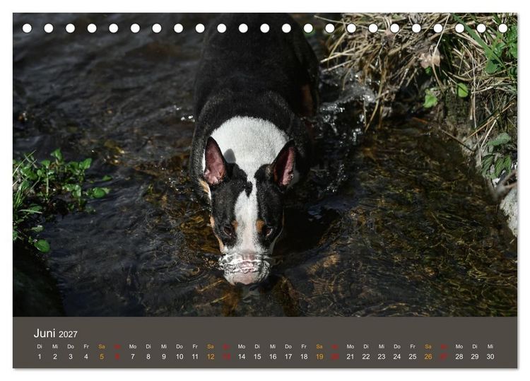 Produktbild: Bullterrier, liebenswerte Sturk&ouml;pfe (Tischkalender 2027 DIN A5 quer), CALVENDO Monatskalender