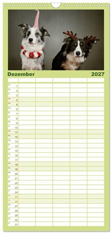 Produktbild: Familienplaner 2027 - Der Bordercollie-Kalender mit 5 Spalten (Wandkalender, 21 x 45 cm) CALVENDO
