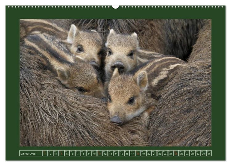Produktbild: Schweinkram - Die Wildschweine sind los (Wandkalender 2026 DIN A2 quer), CALVENDO Monatskalender