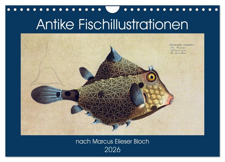 Produktbild: Antike Fischillustrationen nach Marcus Elieser Bloch (Wandkalender 2026 DIN A4 quer), CALVENDO Monatskalender