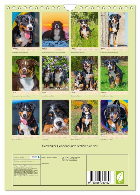 Produktbild: Schweizer Sennenhunde stellen sich vor (Wandkalender 2026 DIN A4 hoch), CALVENDO Monatskalender