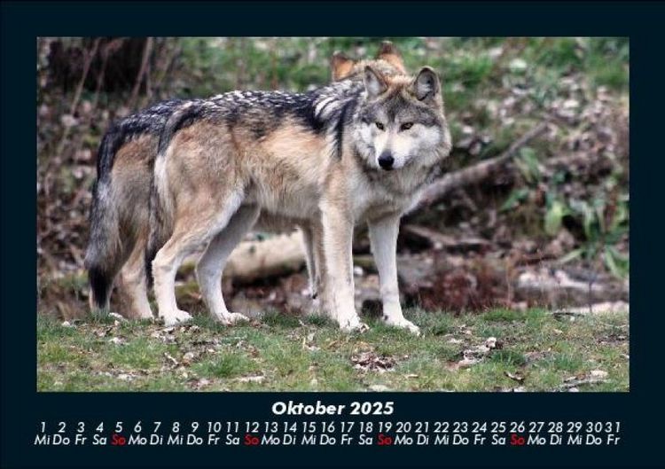 Produktbild: Tiere in der Wildnis 2025 Fotokalender DIN A5