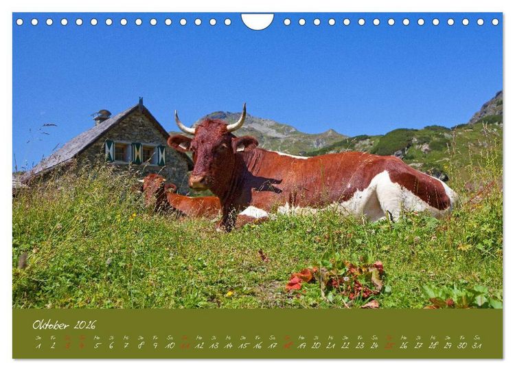 Produktbild: Friedliche K&uuml;he (Wandkalender 2026 DIN A4 quer), CALVENDO Monatskalender