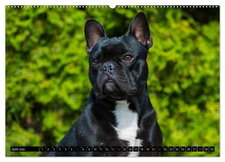 Produktbild: Franz&ouml;sische Bulldogge - Clown auf 4 Pfoten (Wandkalender 2026 DIN A2 quer), CALVENDO Monatskalender