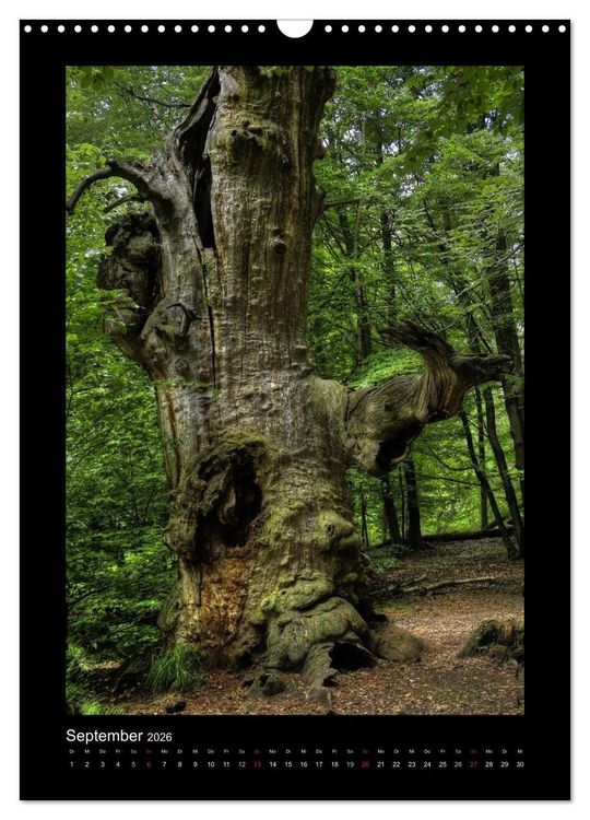 Produktbild: Mythos Baum / 2026 (Wandkalender 2026 DIN A3 hoch), CALVENDO Monatskalender