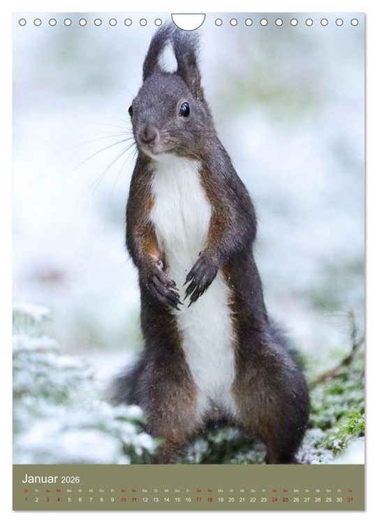 Produktbild: Eichh&ouml;rnchen - zauberhafte Waldbewohner (Wandkalender 2026 DIN A4 hoch), CALVENDO Monatskalender