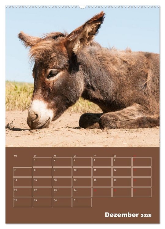 Produktbild: Entz&uuml;ckende Esel - Charmant und liebenswert (hochwertiger Premium Wandkalender 2026 DIN A2 hoch), Kunstdruck in Hochglanz